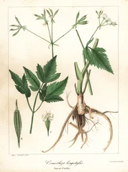 Langgestijlde zoethout, langgestijlde zoetwortel of zoethout, Osmorhiza longistylis
