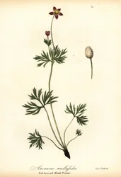 Pacifische anemoon of gesneden windbloem, Anemone multifida