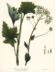 Bleke Indiase weegbree, Arnoglossum atriplicifolium