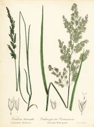 Prairie wedgescale en Canadese rietgras