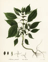 Rijk onkruid, Adenia pumila (Collinsonia canadensis?)