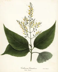 Rijkkruid of knoopwortel, Collinsonia canadensis
