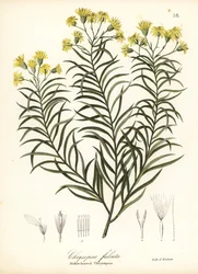 Sikkelblad zijdegras of sikkelbladige gouden aster, Pityopsis falcata