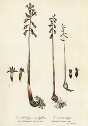 Gevlekte koraalwortel, Corallorhiza maculata, en herfst koraalwortel, Corallorhiza odontorhiza (Veelbloemige koraalwortel, Corallorhiza multiflora, en getande koraalwortel)