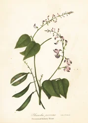 Wilde nierboon, Phaseolus polystachios