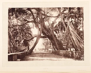 Een Banyanboom, Java