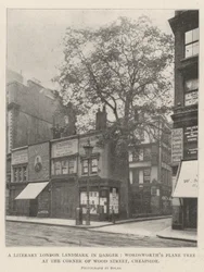Een Literair Londens Landmark in Gevaar, Wordsworths Plataan aan de Hoek van Wood Street, Cheapside