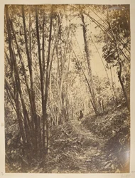 Bamboebos op de Teesta. Uitzichten van Darjeeling. 1870