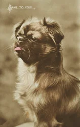 Hond steekt zijn tong uit