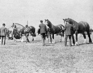 Keuren van Shire-paarden op de Oxfordshire Landbouwshow, illustratie uit The King, 25 mei 1901