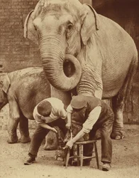 Manicure in de dierentuin (z/w foto)