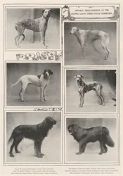Opmerkelijke prijswinnaars op de zesenveertigste tentoonstelling van de Kennel Club