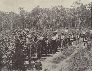 Frambozenplukkers aan het werk, Wandin Yallock