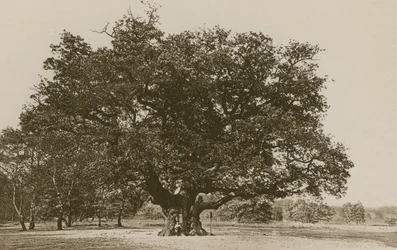 De Major Oak, Sherwood Forest