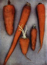 Soorten wortels (kleurenfoto)