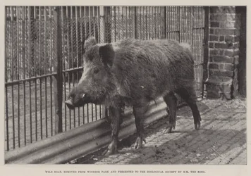Wild zwijn, verwijderd uit Windsor Park en geschonken aan de Zoological Society door HM de Koning