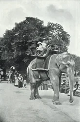 Dierentuin, kinderen rijden op de olifanten