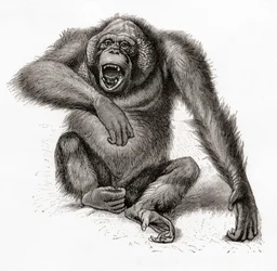 Een Borneose orang-oetan, Pongo pygmaeus, ook gespeld als orang-oetan, orangutang, of orang-utang. Uit Meyers Lexicon, gepubliceerd 1924