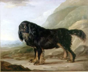 Een King Charles Spaniël in een Landschap
