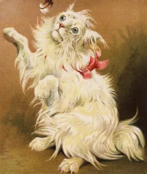 Een Perzische Poes