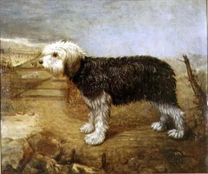 Een Herdershond, Velden Verderop