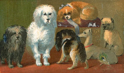 Een Skye terriër, Franse poedel, twee spaniels, Italiaanse windhond en een mopshond