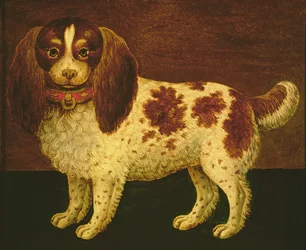 Een spaniël