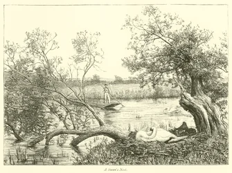 Een Zwanennest