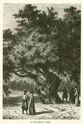 Een Sycomoorboom (gravure)