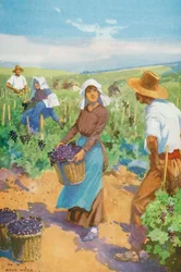 Een wijngaard in Frankrijk