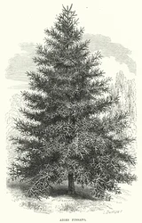 Abies Pinsapo
