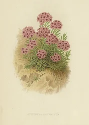 Aethionema pulchellum