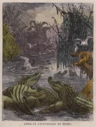 Afrikaanse krokodillen thuis