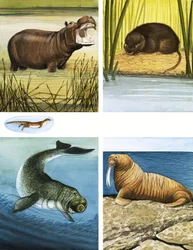 Allerlei Waterbewoners