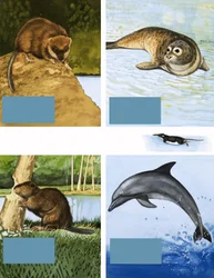 Allerlei Waterbewoners