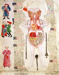 Anatomisch diagram, uit 