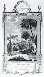 Dieren van Maragnan, illustratie uit Moores Reizen en reisverhalen, 1778