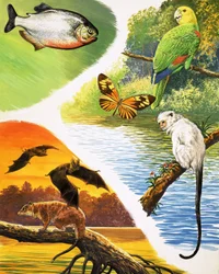 Dieren die je in Brazilië kunt vinden