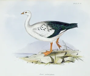 Anser Melanopterus, uit The Zoology of the Voyage of H.M.S. Beagle 1832-36, door Charles Darwin, 1840