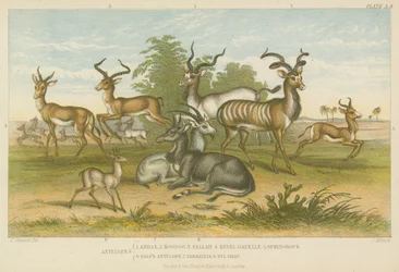 Antilopen