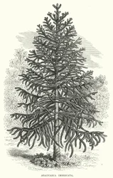 Araucaria Imbricata