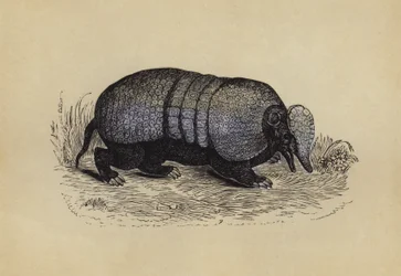Gordeldier