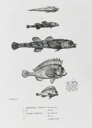 Aspidophorus Chiloensis en Agriopus Hispidus, plaat 7 uit 