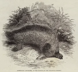 Australische Miereneter, in de Tuinen van de Zoological Society