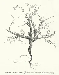 Balsem van Gilead, Balsamodendron Gileadense (gravure)