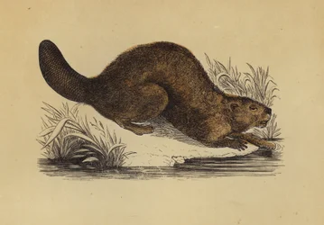 Bever