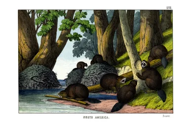 Bever