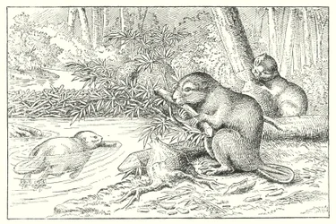 Bever