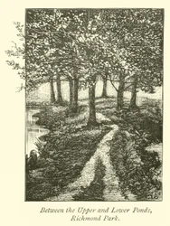 Tussen de Boven- en Benedenvijvers, Richmond Park