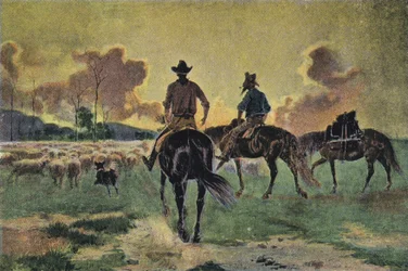 De schapen thuisbrengen